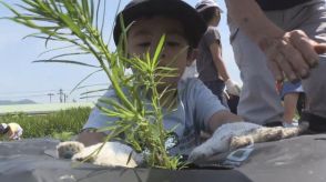 勝山市でコキアの苗1000株植えつけ　耕作放棄地活用して景観づくり　10月下旬には紅葉