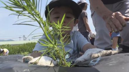 勝山市でコキアの苗1000株植えつけ　耕作放棄地活用して景観づくり　10月下旬には紅葉