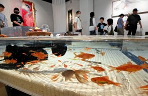 “金魚絵師”が魅せるリアルな美…「深堀隆介展」開幕　290点、新作も　7月28日まで福井県の福井市美術館