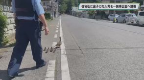 宇都宮市内のマンション駐車場にカルガモの親子！？　近くの公園まで警察官が誘導