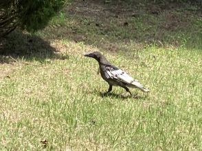 ハトかと思ったら…白いカラスでした　板橋さんが宇都宮で発見　突然変異か