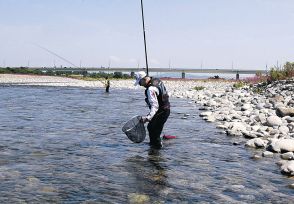 友釣り捕獲増、大型も　庄川アユ試し捕り