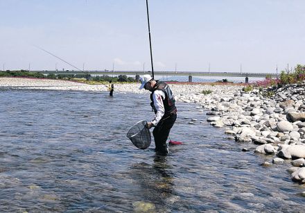 友釣り捕獲増、大型も　庄川アユ試し捕り