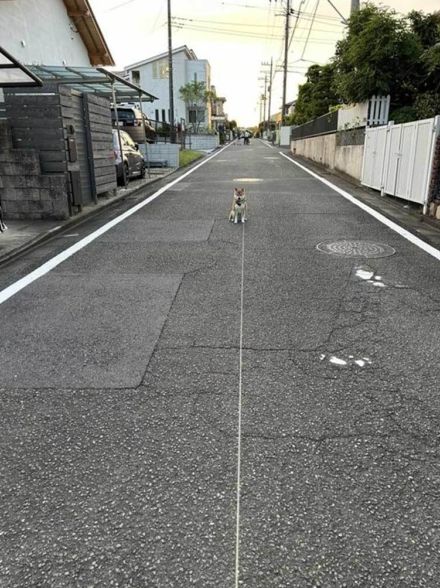 道路の真ん中で動かなくなった柴犬　無事“回収”される姿に1.3万人ほっこり　「ニカッて笑ってる」