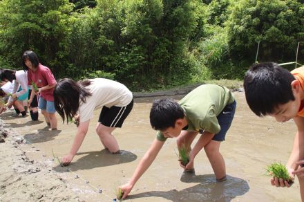 ぬかるむ泥の感触楽しみ田植え　京都・丹波支援学校生、苗一つ一つ丁寧に