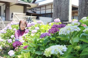 杵築市の宗玄寺でアジサイ見頃　「花がみずみずしい午前中に訪れて」