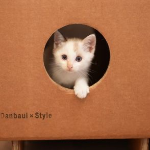 事務所に毎日エサをねだりにくる外猫を保護→ダンボールとの相性の良さを実感→強化ダンボール製猫家具、開発したよ！　軽くて頑丈でリサイクルも
