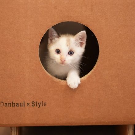 事務所に毎日エサをねだりにくる外猫を保護→ダンボールとの相性の良さを実感→強化ダンボール製猫家具、開発したよ！　軽くて頑丈でリサイクルも