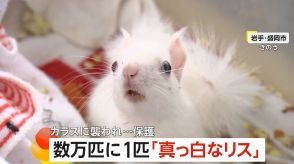 【希少】数万匹に1匹“真っ白なリス”　色素が欠けた「アルビノ」の固体か　カラスに襲われ保護　岩手・盛岡市