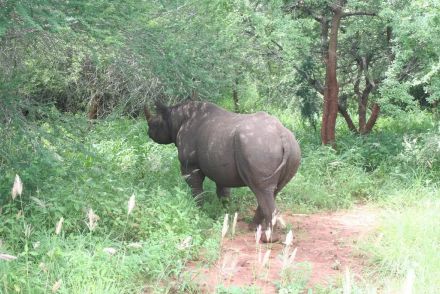 サファリ観光でもそう出会えない絶滅危惧種と贅沢な時間を！アフリカ・タンザニア秘境のワイルドな旅