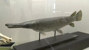 「秘蔵お宝展」大型外来魚のはく製に3億年前の植物の化石など　倉敷市立自然史博物館の希少な収蔵品【岡山】