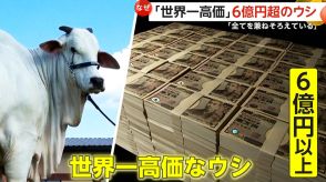 【世界一高価なウシ】6億円以上で落札…体重は同種の2倍以上!「美しさ、繁殖能力、近代的な系譜の全て兼備」　ブラジル