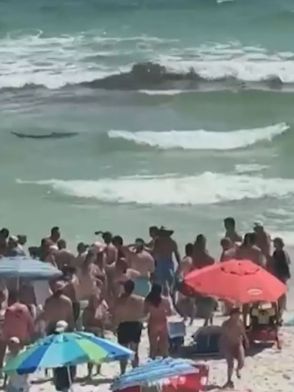 海水浴中にサメ襲撃…90分の間に2か所で発生　3人けが 腕の一部切断も　米・フロリダ州