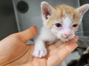 畑に見かけない箱　中には衰弱した子猫たち　「死なせるわけにはいかない」保護主は徹夜で保温と点眼点鼻　「譲渡会で幸せを見つけようね」　　