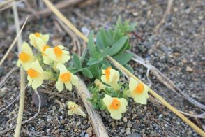 個性的なネーミングが面白い！　街中で見つけられる初夏の草花3選