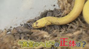 “幻の生物”「黄金のヘビ」が福岡で大発見!　専門家「『うおおおお』っていう感じだった。足が震えた」