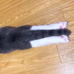 「3年前から続くクセ」足をピーンと伸ばして寝る子猫　現在の姿に思わずビックリ