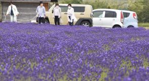 「紫の世界」うっとり…福井県でラベンダー見頃　4種4千株、今年は色合い濃いめ