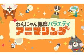 異例の3か月連続放送『アニマリング』 TBSが目指す動物バラエティの復権