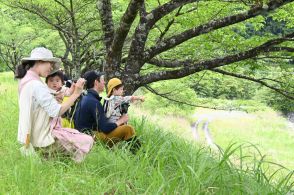 川根本町の鳥「ヤマセミ」　生育状況一斉調査　エコパーク10周年記念