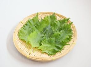 旬の「大葉」スーパーで買うときにおいしいものを見分けるコツとは？