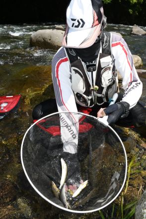 アユ釣り解禁 20センチの大物も 狩野川