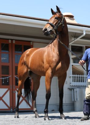 【マーメイドＳ・山下の特注馬】本格化したエーデルブルーメに期待　福永厩舎の重賞初Ｖへ