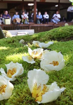 儚き沙羅双樹の白い花咲き誇る　京都・東林院で見頃　特別公開、23日まで