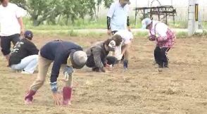 台風19号災害で増えた遊休農地でスーパーフード「ソルガム」を栽培…ポリフェノール豊富で茎や葉はバイオ発電の燃料にも期待、親族が被災した女性が活動の中心に