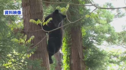 「路上に体長１ｍ位のクマがいた」　長岡市の市道でクマを目撃　市や警察が警戒中　《新潟》