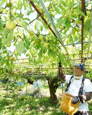 甘酸っぱい味わい　スモモ収穫、和歌山県紀南地方