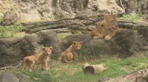 ３月誕生！ライオンの子ども３匹スクスク　愛媛・とべ動物園１１日に一般公開　名前投票で決定へ【愛媛】