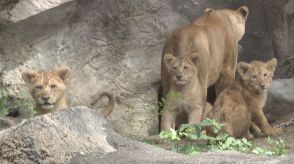とべ動物園のライオンの子ども報道公開
