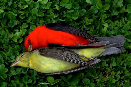 年間35億羽の鳥を米国で死なせている「見えない殺し屋」とは、世界でははるかに多いはず
