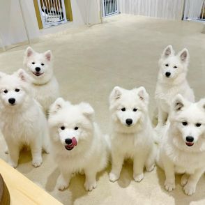 原宿にサモエドカフェ「モフ」　白い大型犬サモエド10匹が出迎え