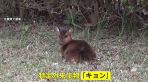 【注目】写真や動画を撮影した情報提供者に報奨金2000円　特定外来生物「キョン」に茨城県が全国初の新対策