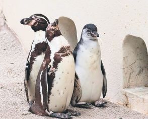 「避難ペンギン」のひな元気　富山市ファミリーパーク、２羽とも体重３０００グラム超え