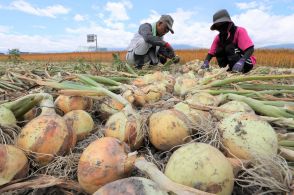 サラダに、ステーキに　柔らかさと甘みが特長　タマネギの収穫最盛期