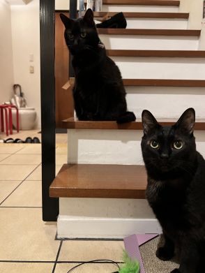 老舗フラメンコスタジオの看板猫は、シニアの黒猫姉妹！【シニア猫のお話】