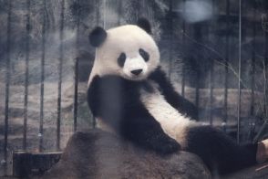 【パンダがつないだ日本と中国】国交回復の1972年にカンカンとランラン初来日で「空前のパンダブーム」、日中蜜月を象徴した“友好の使者”