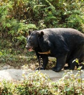 クマの攻撃で鼻が半分取れ、「顔中血まみれ」の警察官が「助けてください」と…秋田でクマに襲われ死亡した男性の「壮絶すぎる捜索現場」