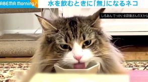 「無」の顔でお皿をペロペロする猫 一心不乱な姿に「水を飲むマシーン」「悟り感」と反響
