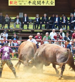 角突きガツン、迫力に歓声　久慈で「平庭闘牛」つつじ場所