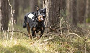 飼い主と一緒に崖に転落したペットの犬、６キロ走って事故を伝える