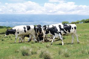 高ボッチ高原で悠々　乳牛の放牧始まる