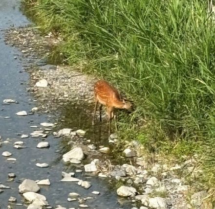 京都市左京区の鴨川に「愛らしい厄介者」登場　好天に誘われたか、中州辺りにたたずむ