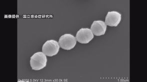 「劇症型溶連菌」が977人で過去最多を更新　致死率約3割　今年の患者数が約5か月間で去年上回る　