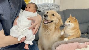 「幸せな光景すぎて涙」赤ちゃんと初対面した犬2匹の反応が尊い…今はどう過ごしている?飼い主にその後を聞いた