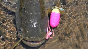 身近な場所で楽しめるナマズ釣り！季節ごとの爆釣パターンを解説!!