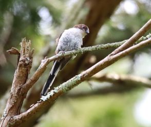 新入りです　群れで行動「エナガ」舞う　巣立ちの幼鳥も「ピチュルル」／兵庫・丹波篠山市